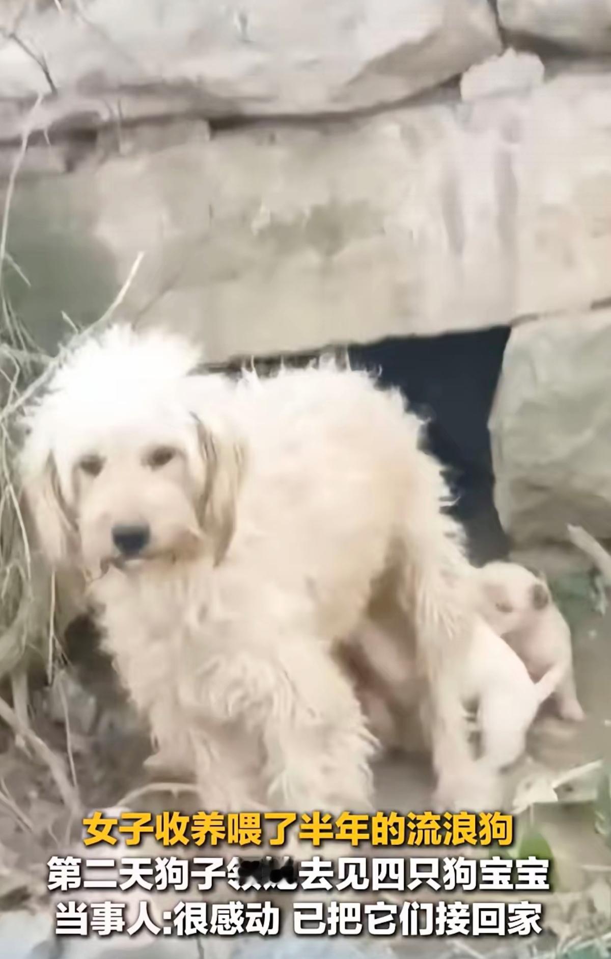 善意从不会被辜负！河南女子喂了半年的流浪狗，竟用最珍贵的方式回应了她的温柔。
 