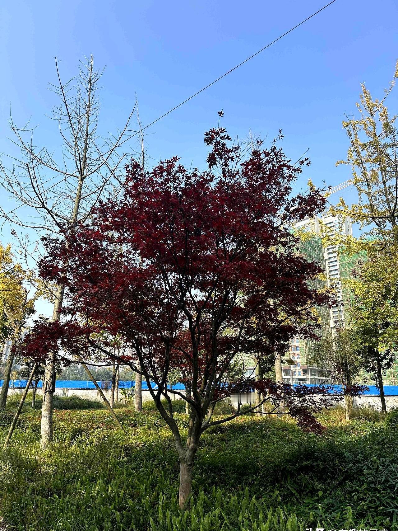 冬日暖阳下的奔跑。
 

我给自己定了10公里的目标，半路上却遇见一位阿姨约我同