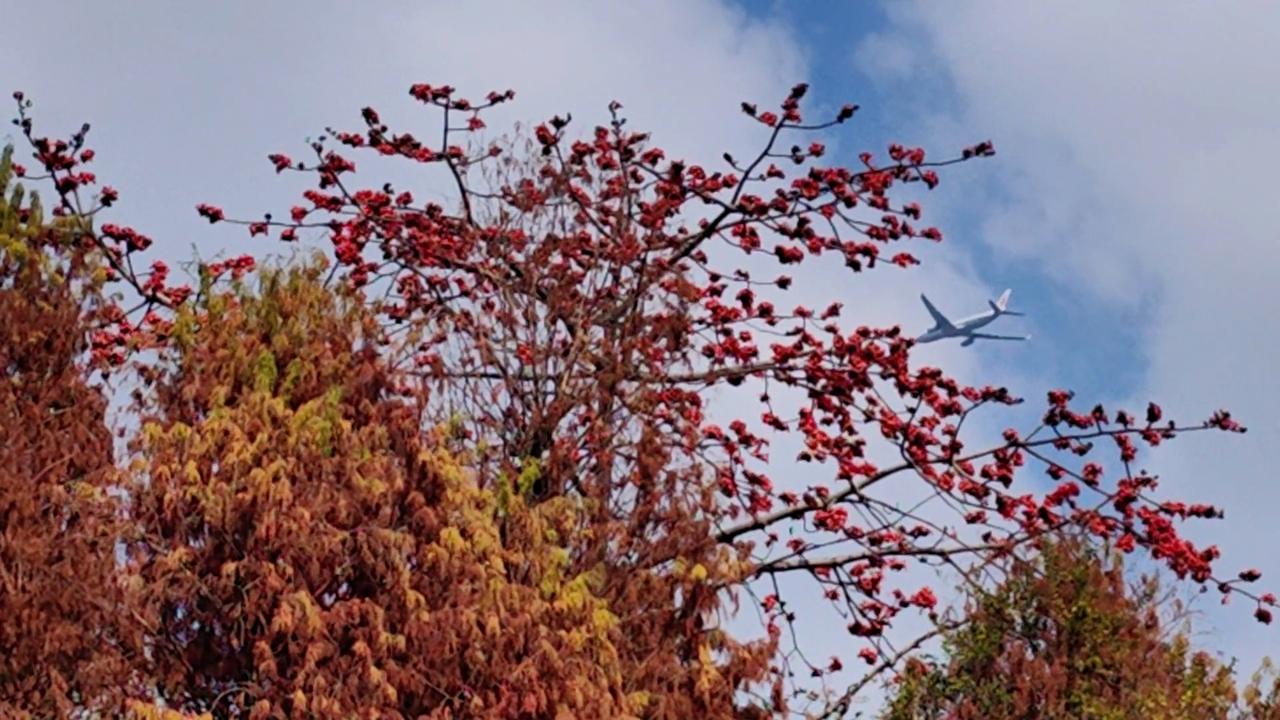 七绝●春秋奇景/古韵   

斑斓色彩渡春秋，
惬意舒心岛上游。
洒落阳光波潋滟