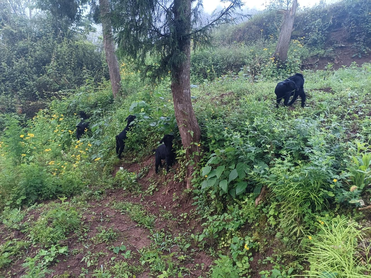 重庆人说吃跑堂，吃豁漂都是说的不花钱，免费吃的意思！还有一些人爱这样说，吃麻麻鱼