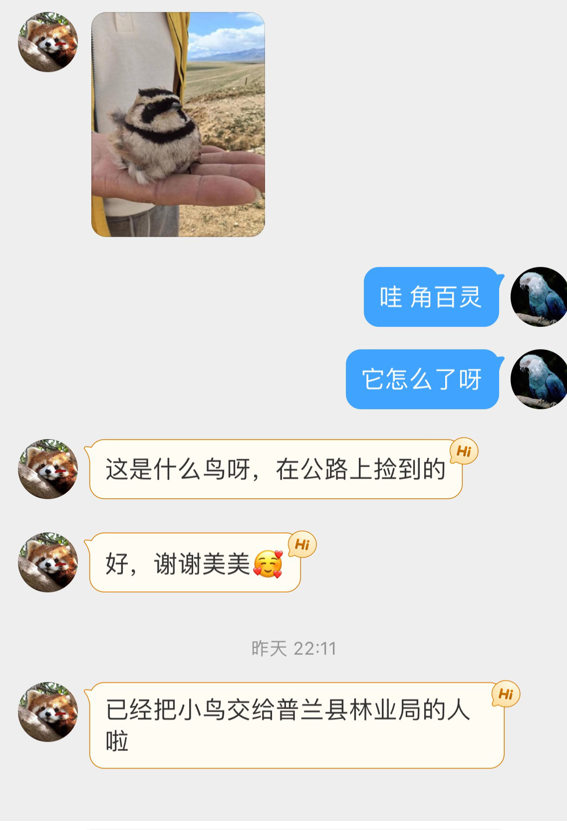 #鸟粉投稿# 坐标：西藏🇨🇳公路上捡到一只【角百灵】（头上真的有“角“角”可