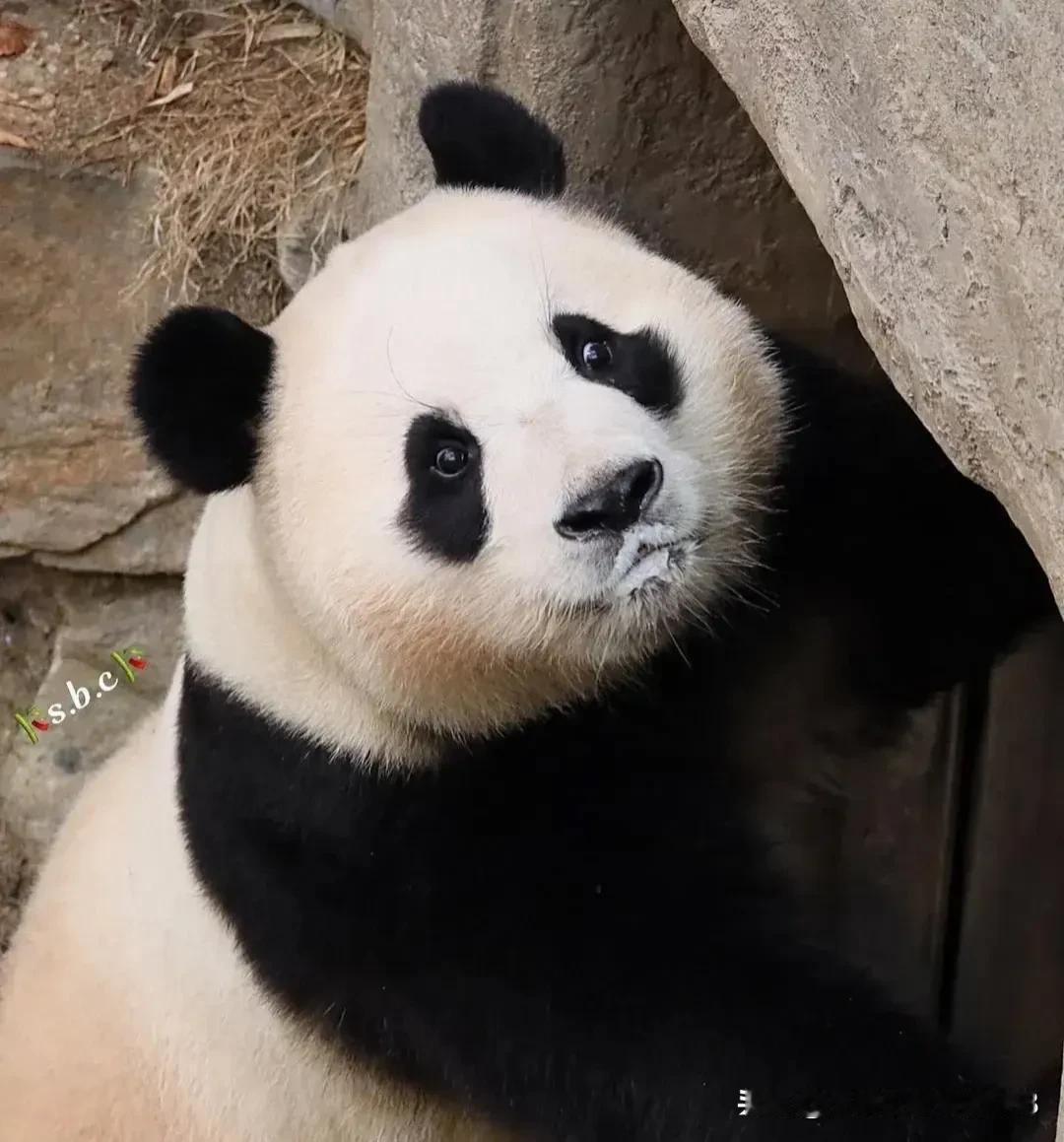福猪猪今日儿受委屈了
口吐白沫委屈的不得了，原因是今天吃可恶的驱虫药，爷爷在哪，