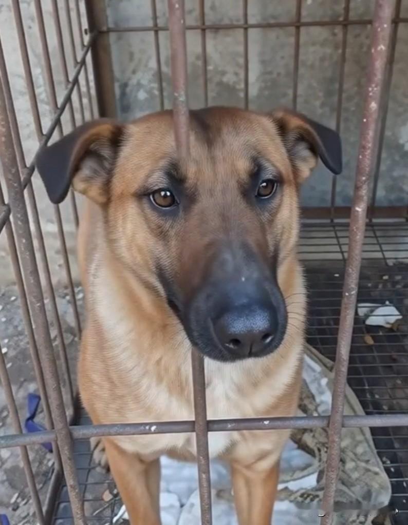 昨天上午上班抄了近路，需要走一段土路，穿过一个小村庄。
老远就听到一阵吆喝声。