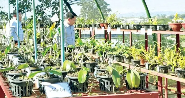 彬乌伦全力培育缅甸本土特色花卉，全力打造花卉之都