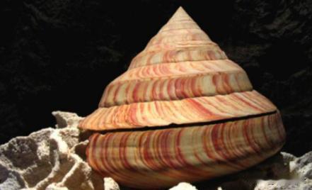 1965年9月，渔民张万全夫妇在东沙群岛海域捕鱼，晚上收完最后一张网时，张万全的