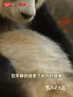 北京亚运吉祥物原型熊猫的传奇一生 熊猫奇遇记 从四川宝兴的溪流获救，到成为亚运吉