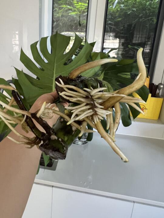 太能生了❗️氛围感水培龟背竹🌲