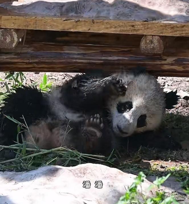 小月亮去哪里挖煤了，把自己一身弄得这么脏这么湿，这是有史以来最脏的一次，妈妈良月