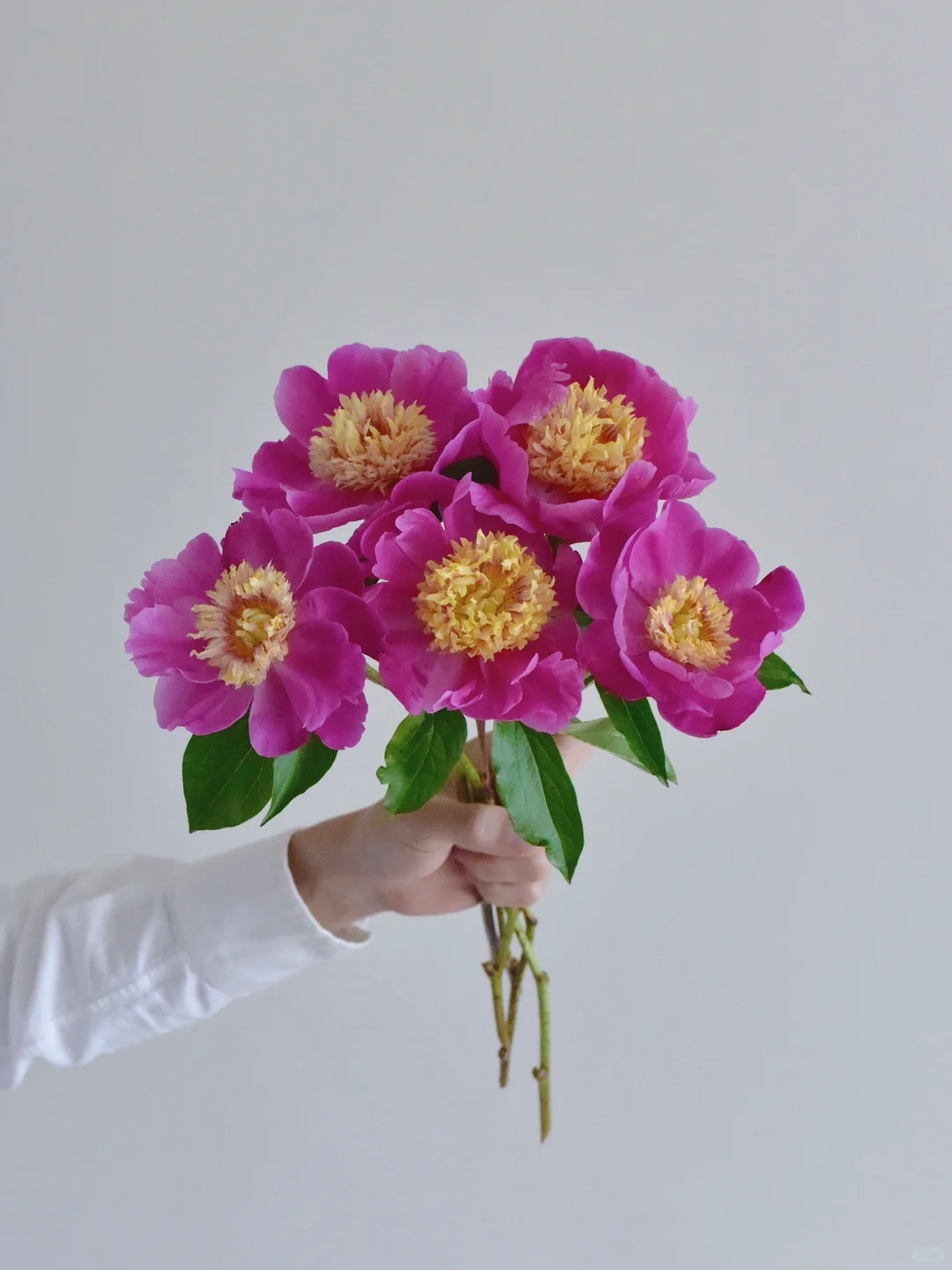 ENS- FARM芍药·Kiev