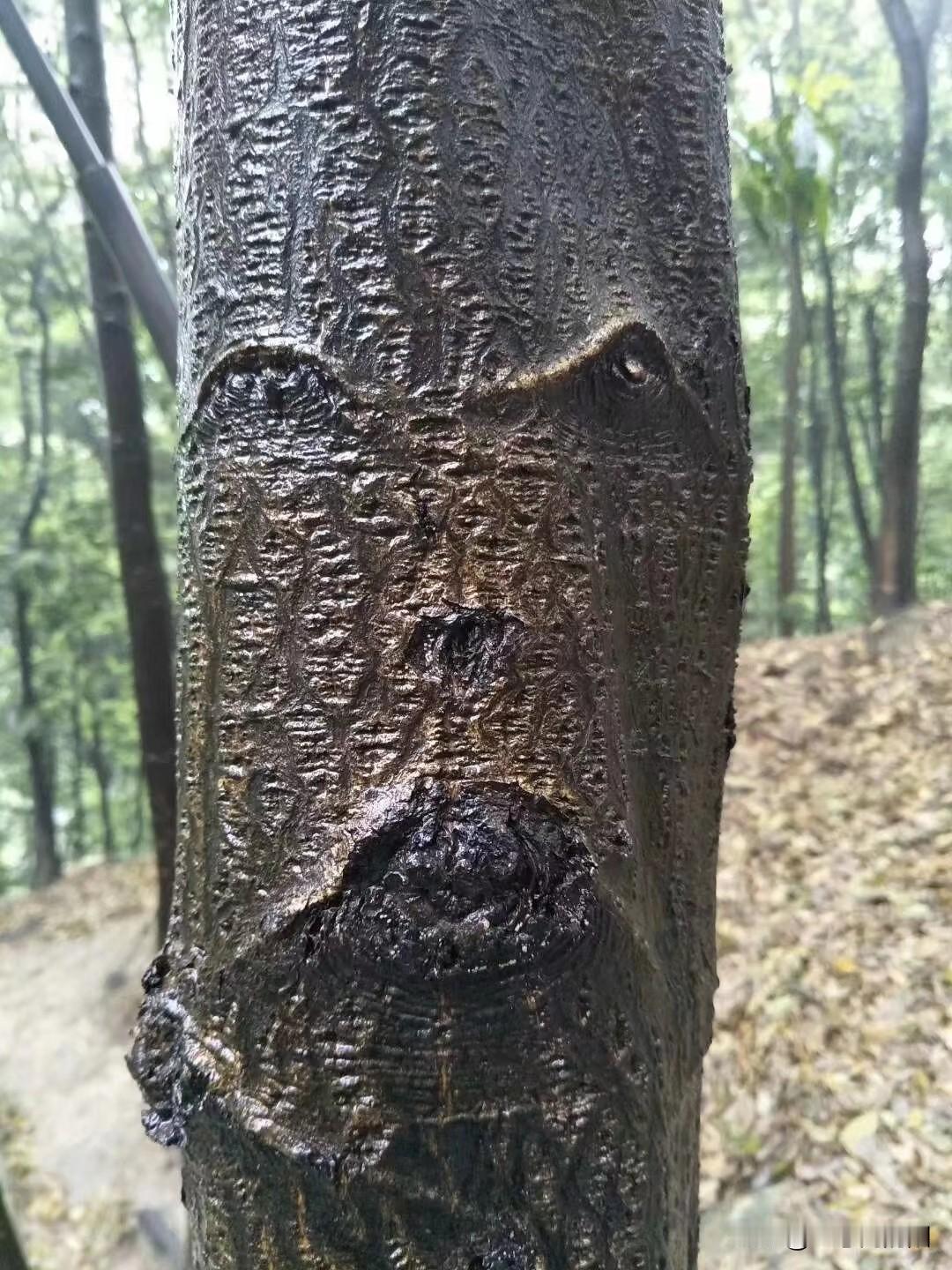 家里打雷或者阴雨天出现大的蜈蚣，我们这儿叫雷公虫，打不得。
记得以前在老家村里有