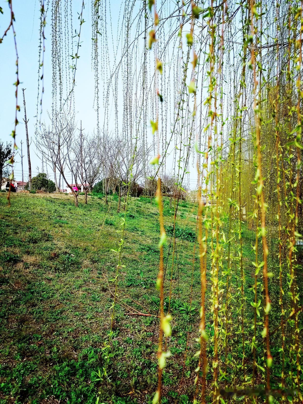 《湿地探春》
细雨初收草色新，
柔丝拂水钓闲人。
花藏石隙偷睁眼，
啄破春光一片