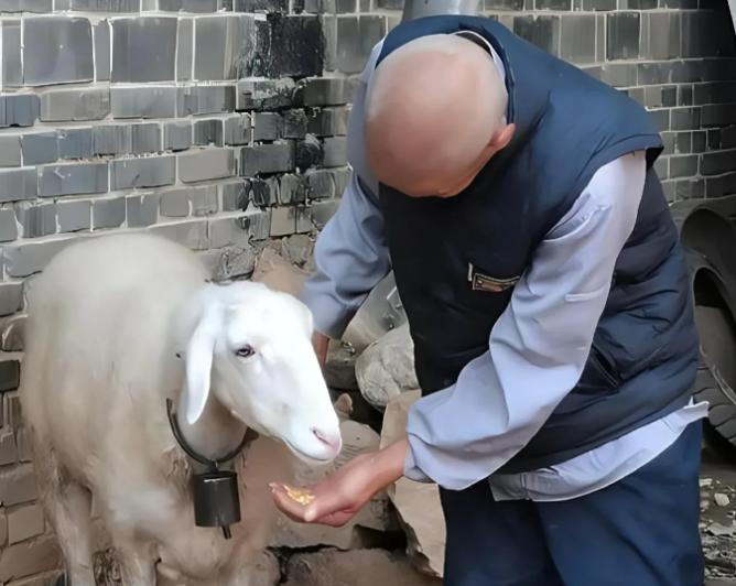 这简直就是土匪行为！沈阳一老汉没有任何生存技能，为了养家糊口就在郊区养了54只山