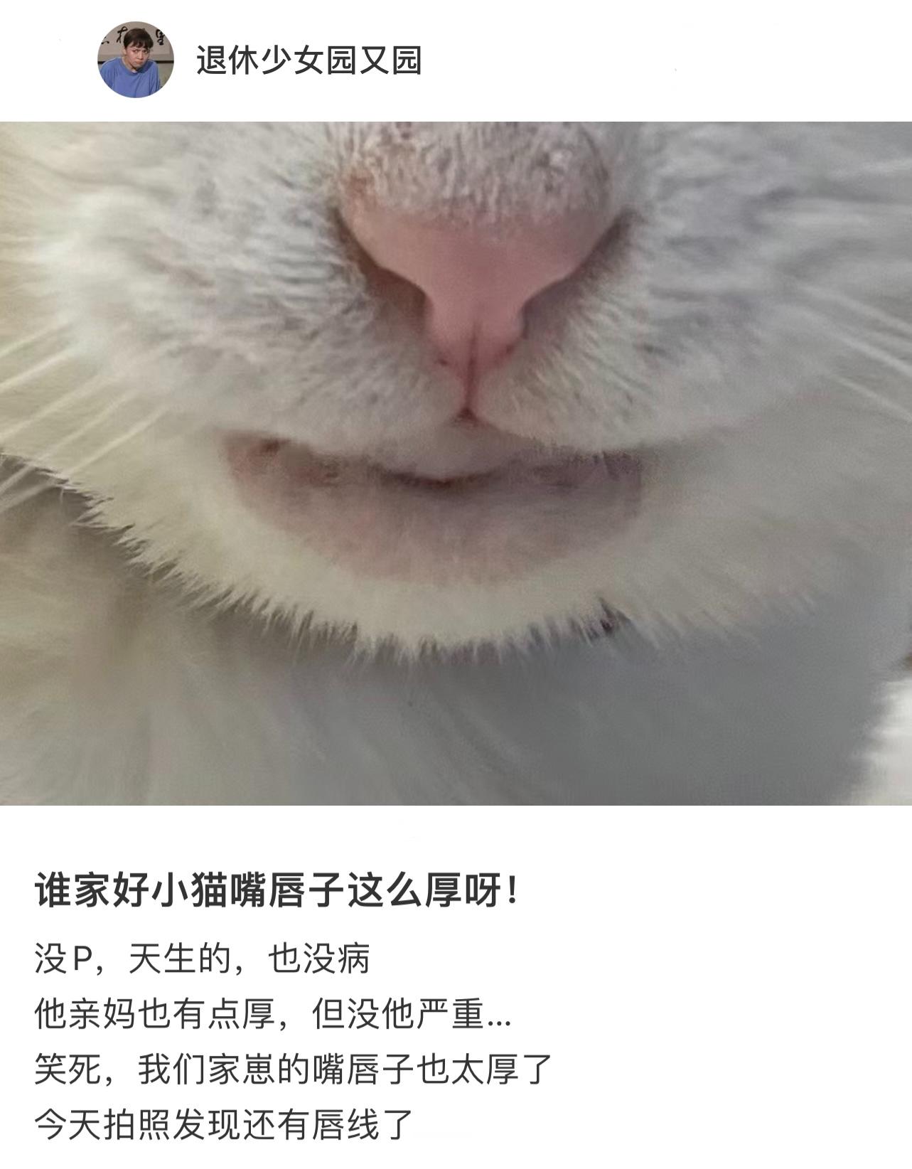 厚嘴唇的小猫第一张图我真的笑拥了 ​​​