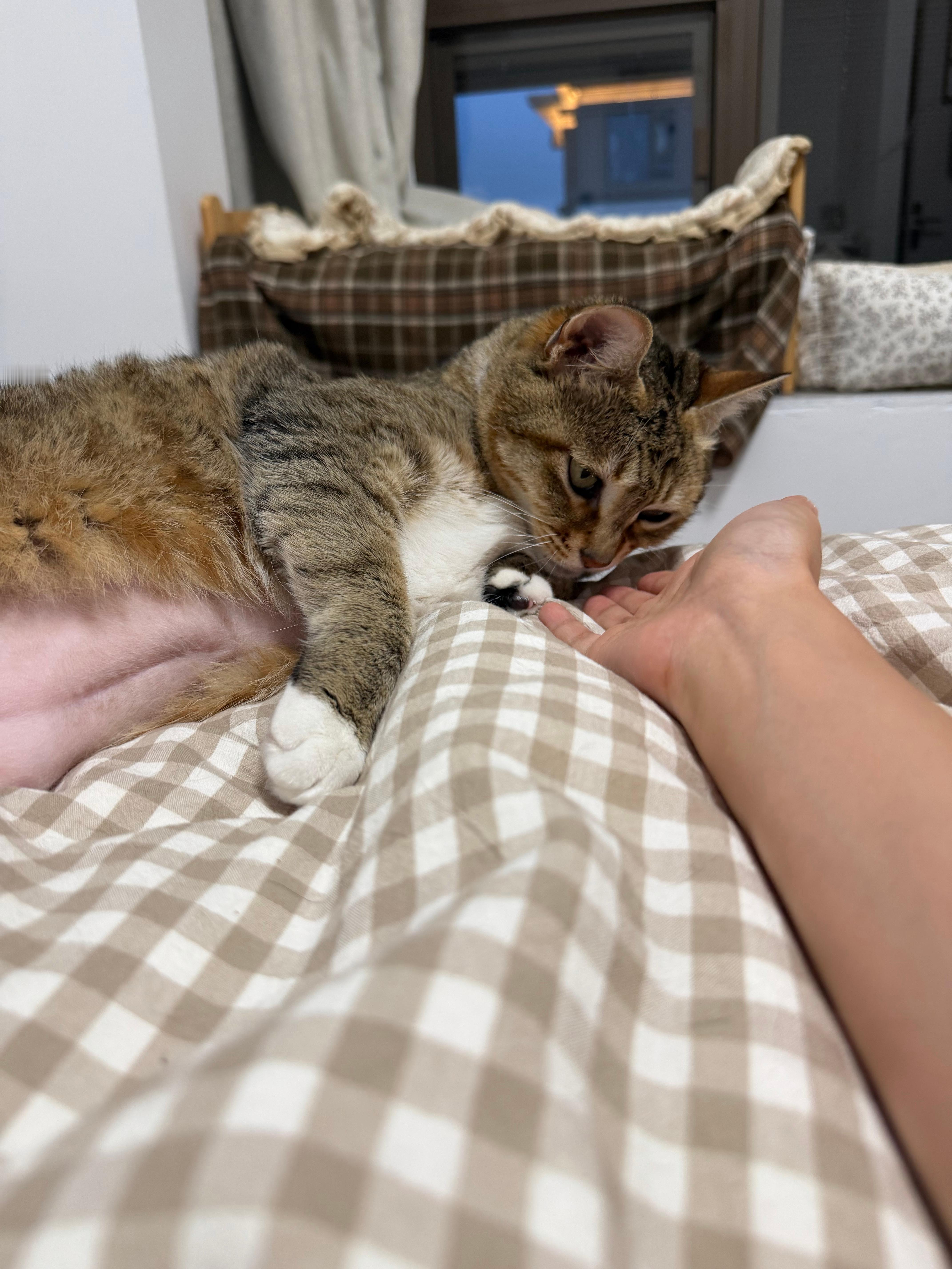 这次出来快爱上小猫了 