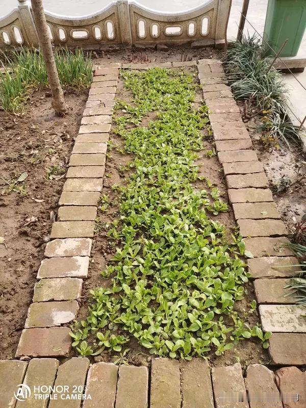 看到“勤勤恳恳种菜”这个上联，我脑海里瞬间就有下联的灵感了，“踏踏实实养花”怎么