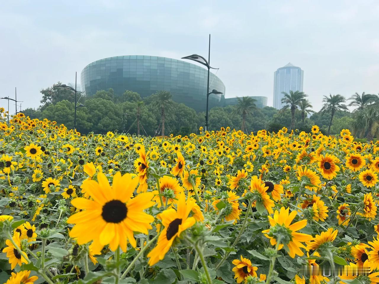 这是今年世纪大道第二次种向日葵了，国庆前刚种好的，植株没有上次高，不过花都开好了