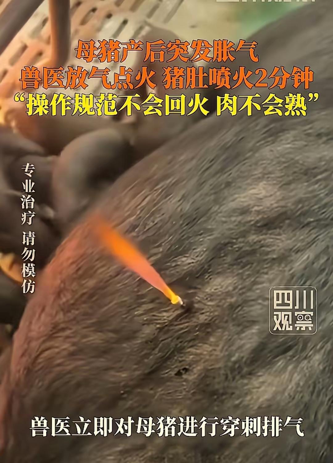 “差点解释不清了！”贵州安顺，一男子家母猪产后肚子胀成“充气皮球”，呼吸困难，猪