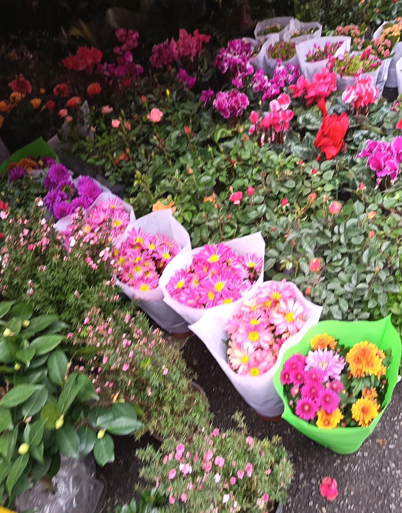 赶集时撞见这一片花海，瞬间被撞得心头一暖。各色鲜花挨挨挤挤地铺开，玫红的杜鹃开得