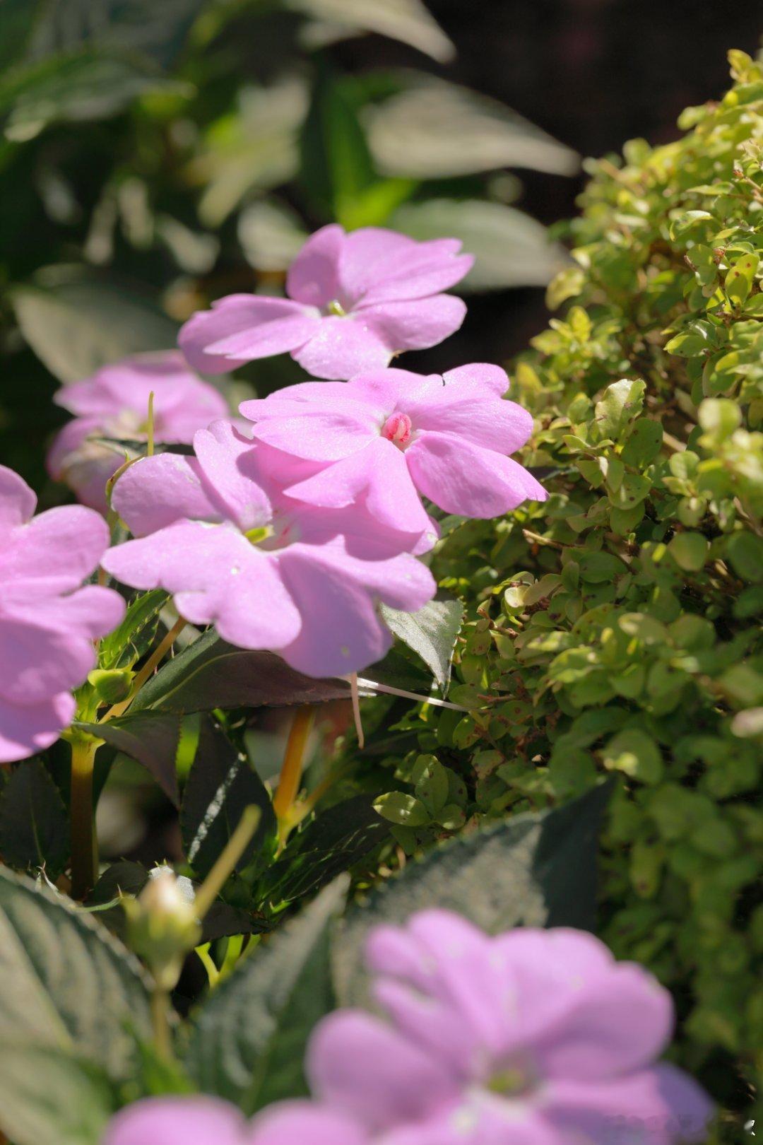 凤仙花的种植方法：1、土壤：凤仙花适宜在土层深厚、疏松肥沃、排水良好的砂质壤土中