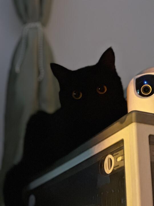 黒夜里的发光猫猫虫