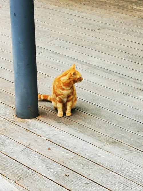 你家有可爱的猫咪吗一只橘猫，在春日的暖阳里，守着自己的小世界，等风来，也等温柔。
