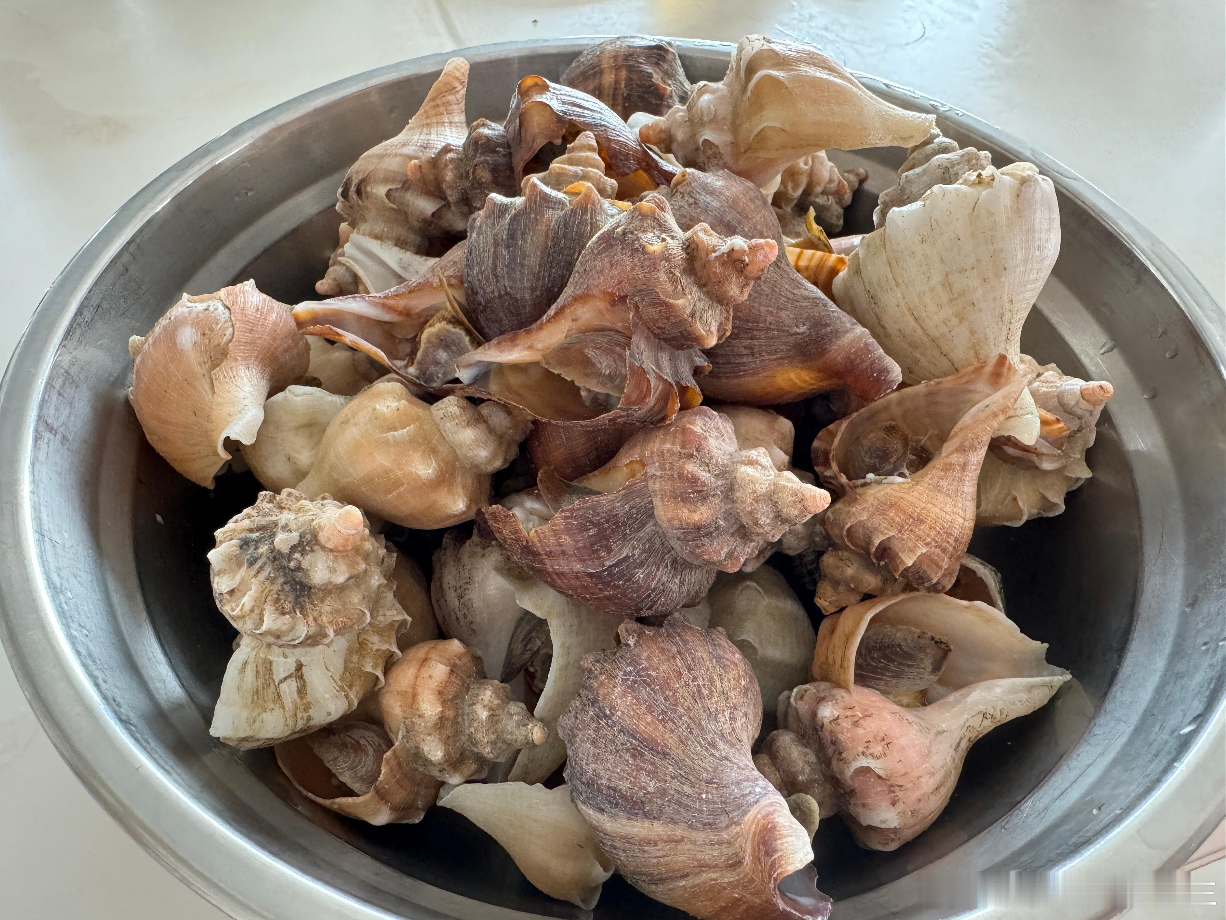 中饭是一盆海螺[允悲]  ​​​