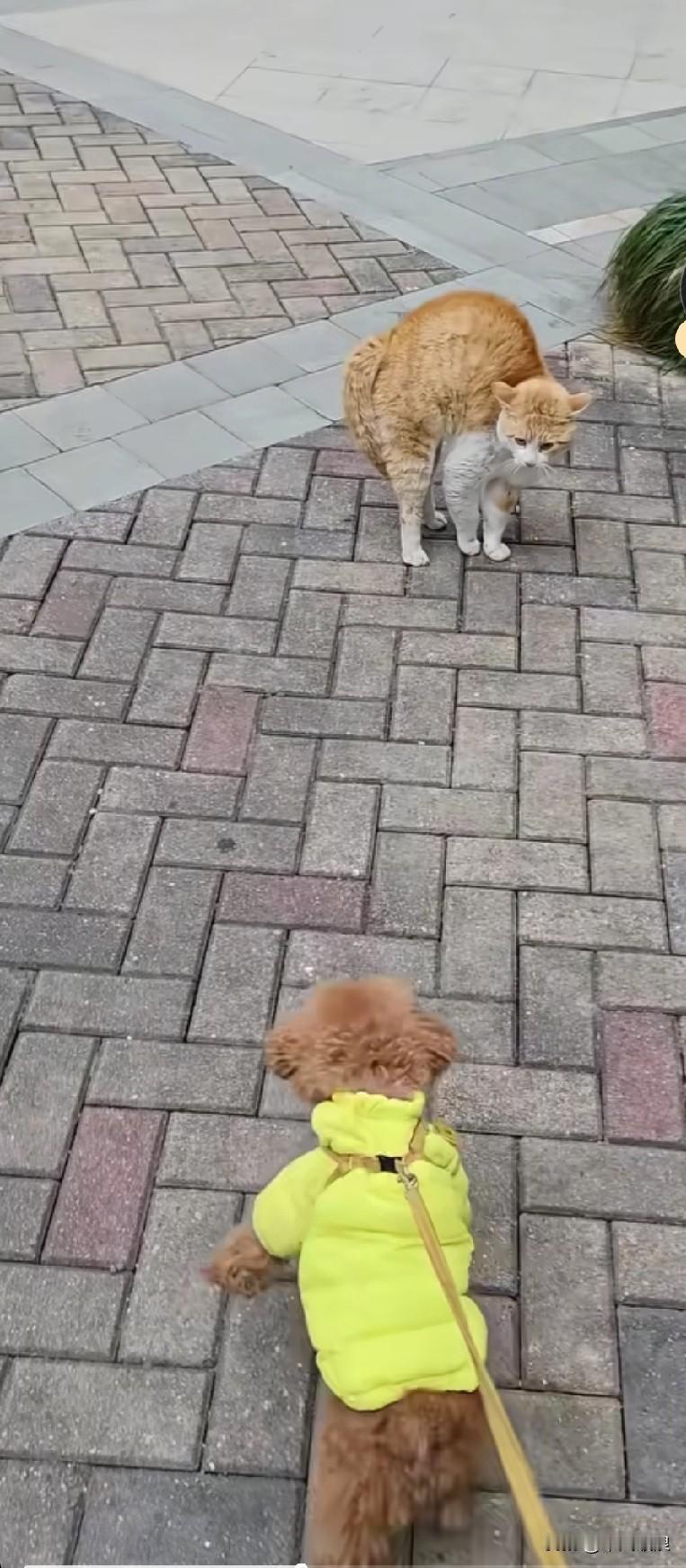 这只自视甚高的泰迪在家骄纵惯了，凑上前去撩拨猫咪，猫咪不慌不忙等着它扑过来，哪料