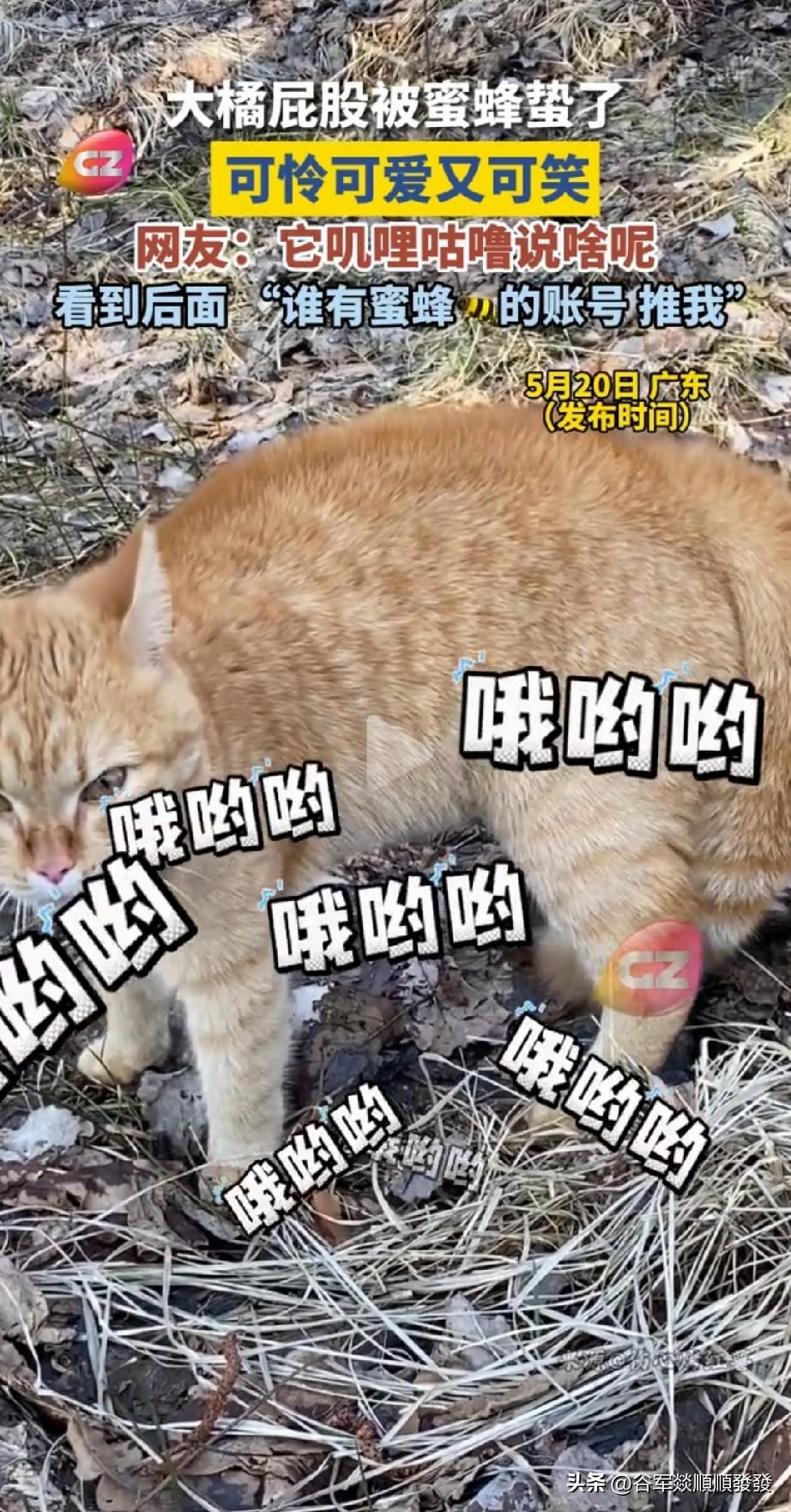小猫不停地叫，

听起来像是非常难受，

仔细一看，原来是

身上被蜜蜂蜇了一个