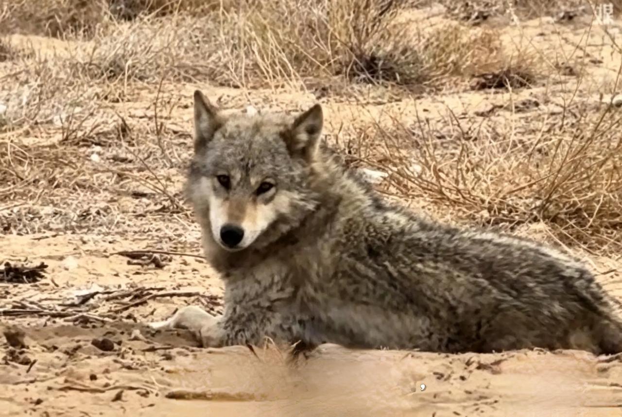 跨越物种的信任，是善意最好的回响
 
这份信任并非凭空而来，而是人类长期守护、善