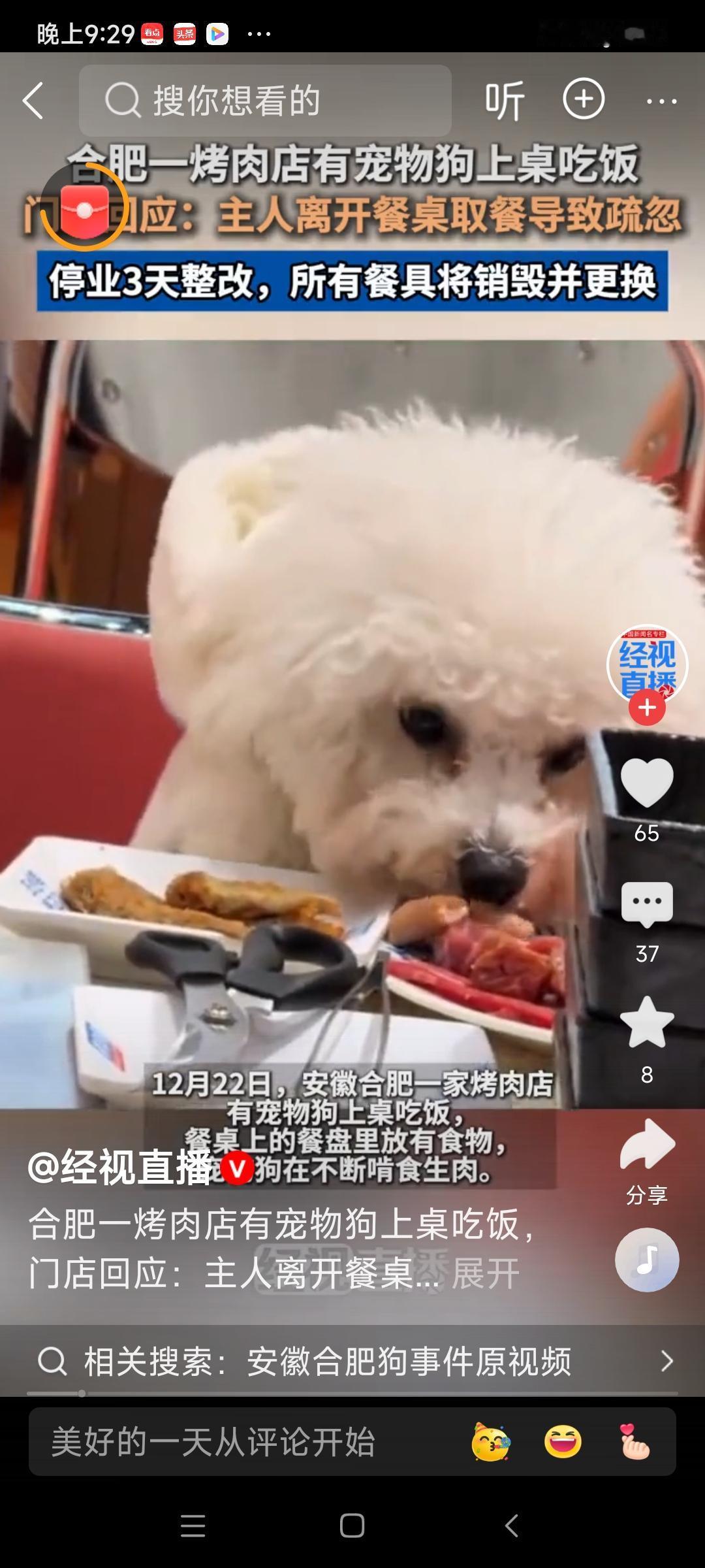 震惊！宠物狗竟在餐桌上大快朵颐，烤肉店爆发“宠物危机”引发全民热议！

（来源: