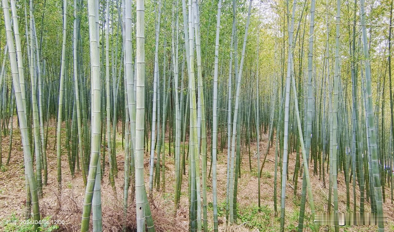 一女游客在陕西省秦岭楼观台竹林地里盗挖竹笋破坏生态环境
作者:陈必成
     