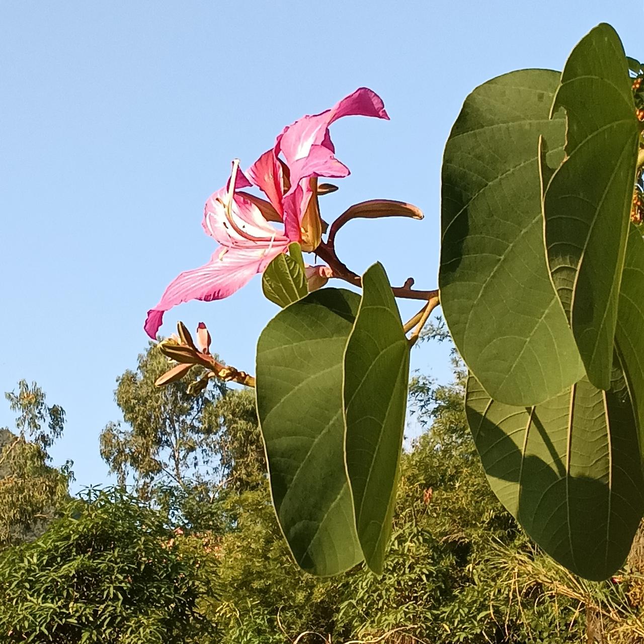 人说绿色养眼，眼睛好就是养肝那么我遵循这个原则一有时间就会静静的欣赏着各种各样的
