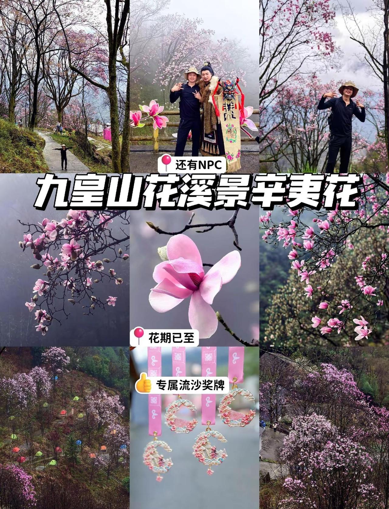 绵阳｜九皇山花溪景辛夷花开了，预计花期持续到月底。辛夷花流沙徒步奖牌已上线，轻轻