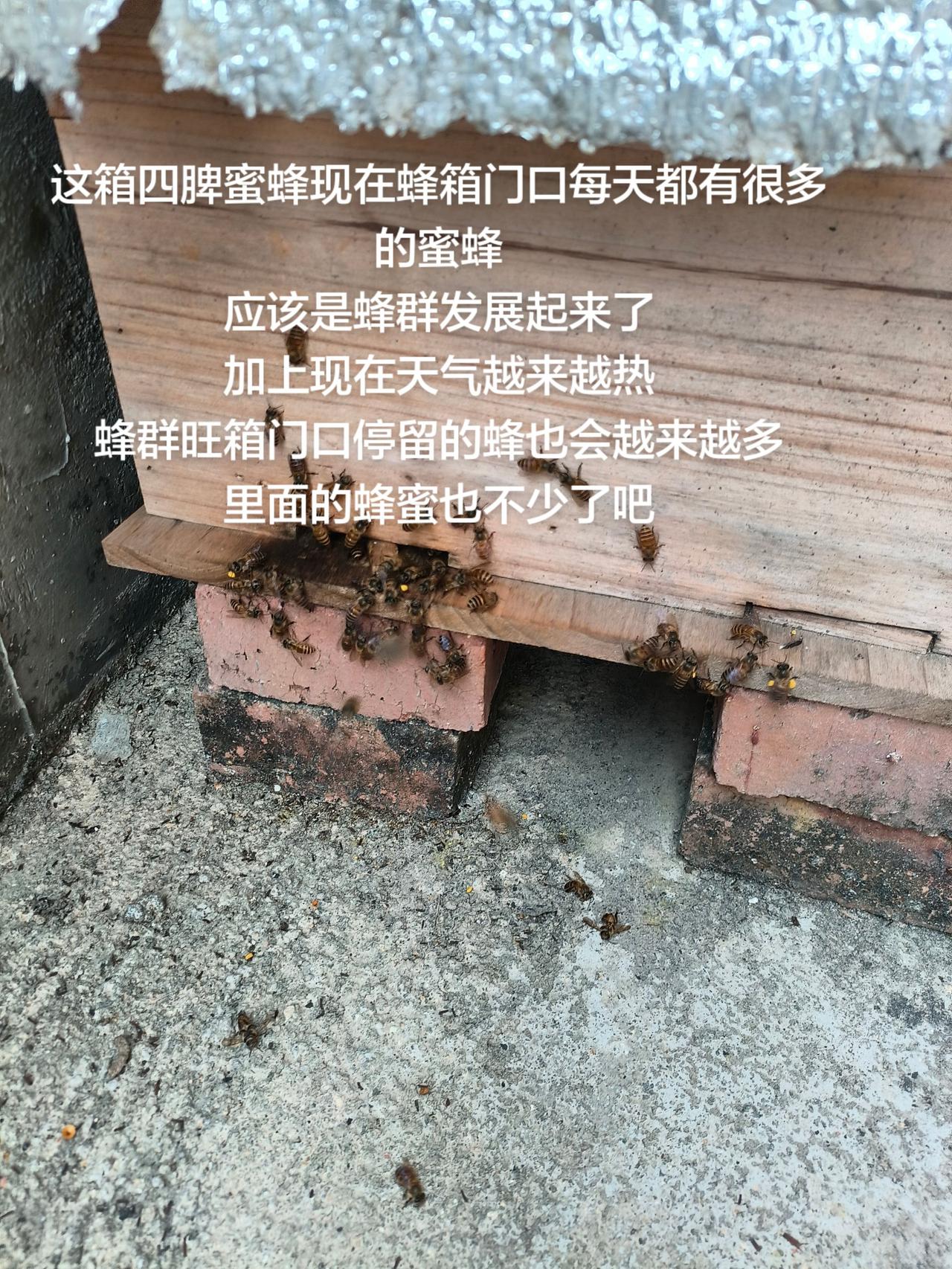 这箱四脾蜜蜂现在蜂箱门口每天都有很多的蜜蜂
应该是蜂群发展起来了
加上现在天气越