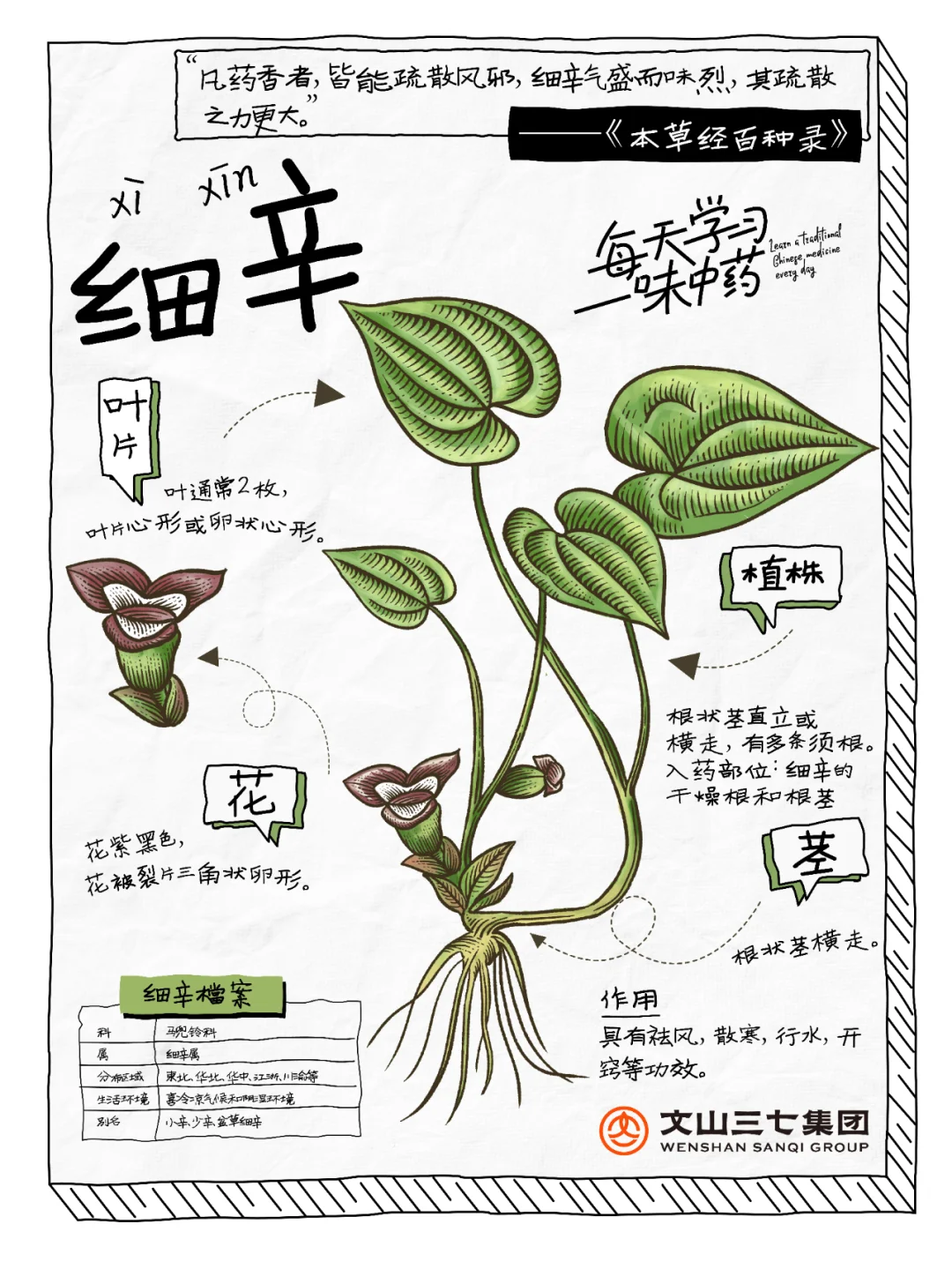 👉🏻 每天学习一味中药｜细辛