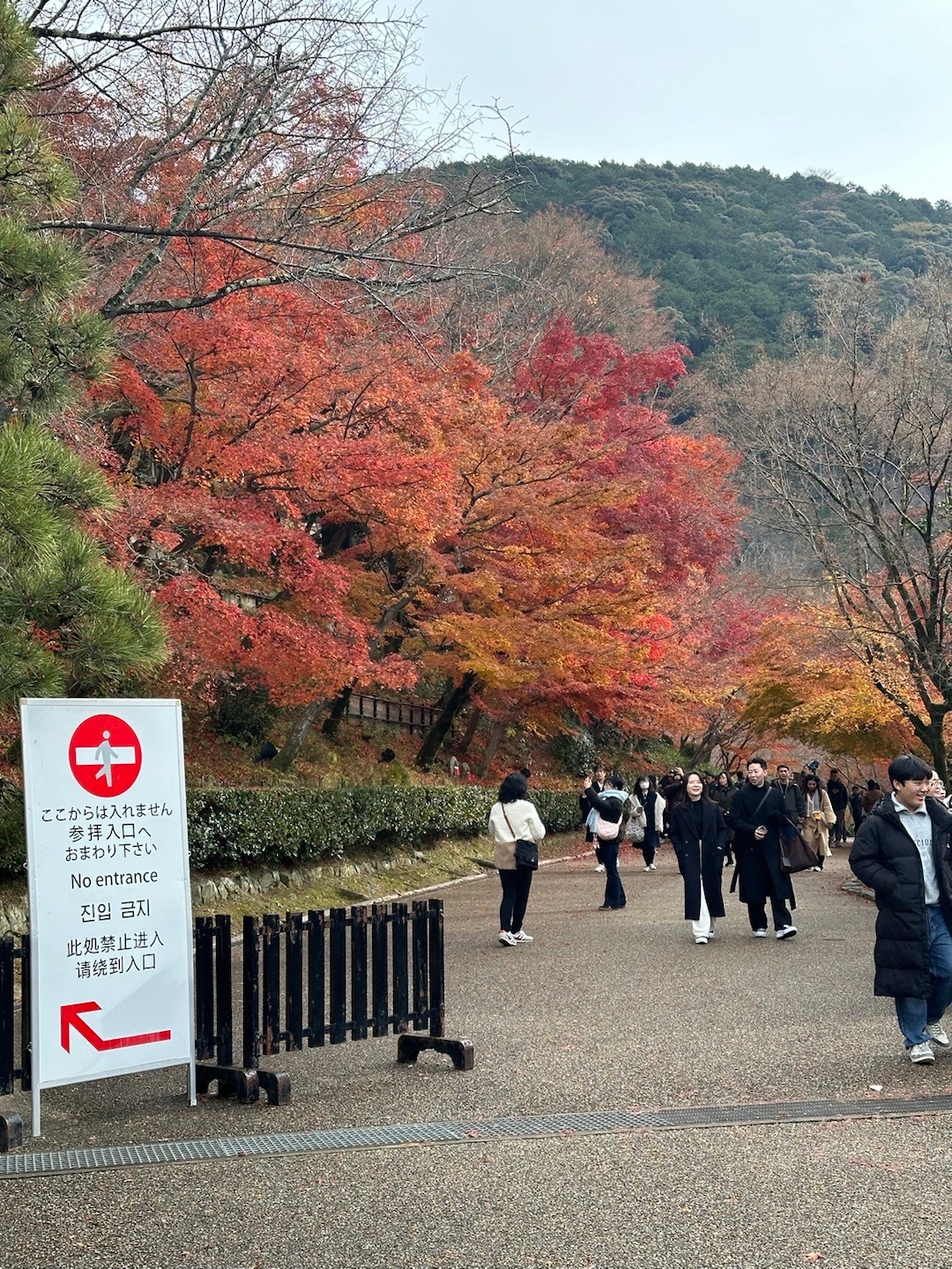 PLOG.113 [微风]盐盐的日常十二月中旬还是看得到一些枫叶的尾巴～清水寺的
