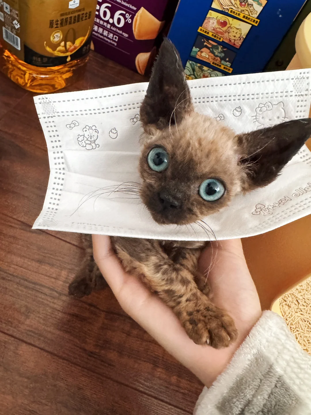 属于小猫咪的伊丽莎白圈