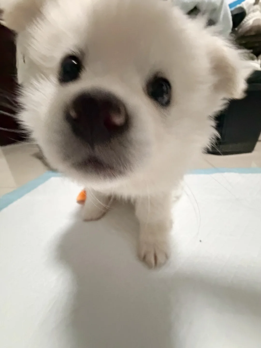 幼年狗咪