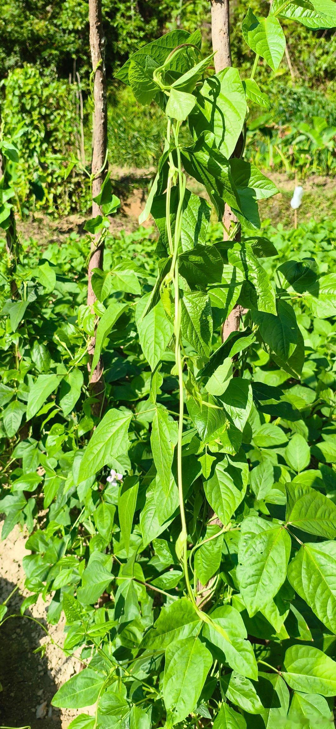广东人竟然爱吃豆角叶小时候吃的菜：豆角叶汤。1、种豆角。种豆角和种所有的豆类一样