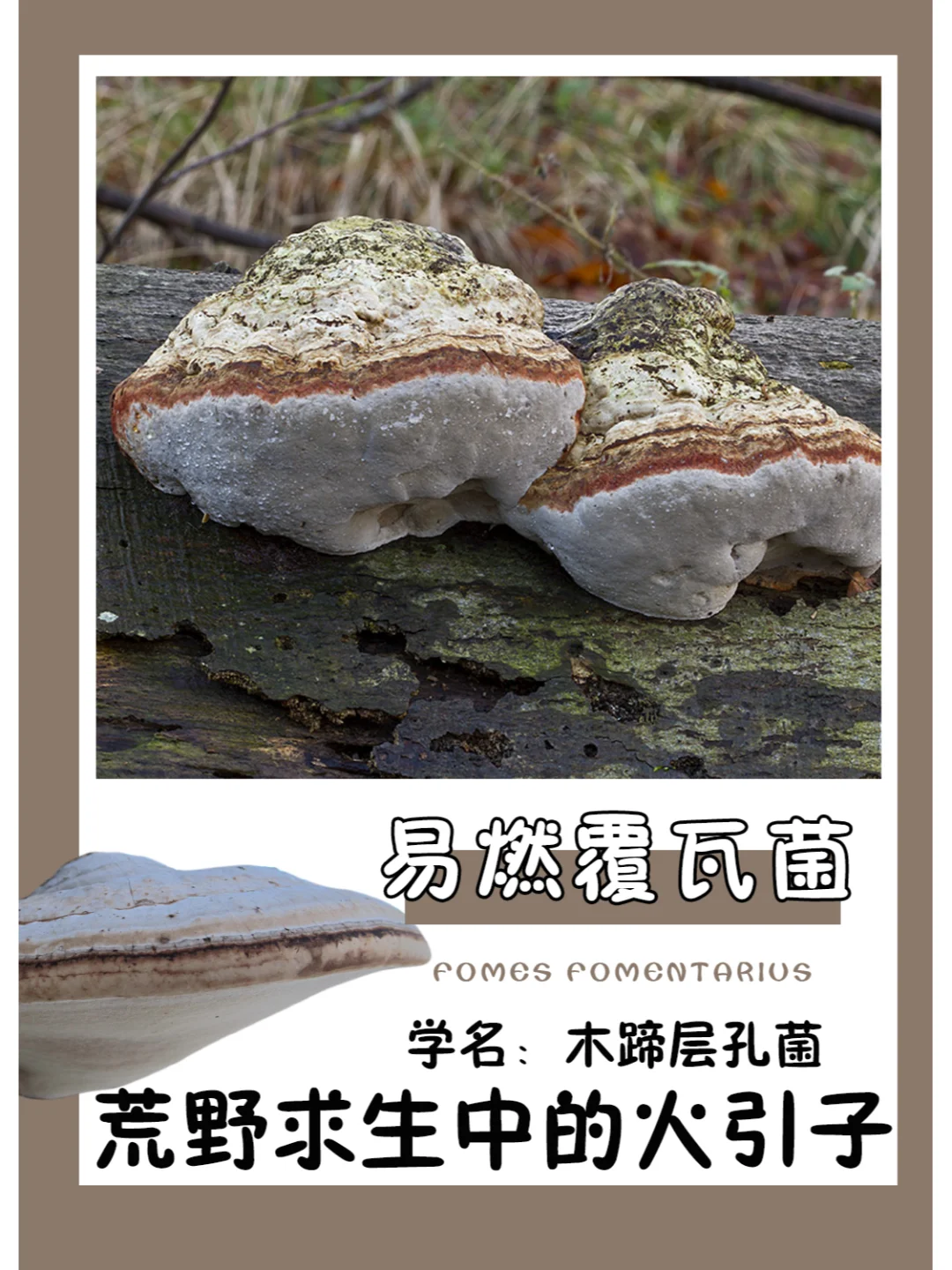 记住它！荒野求生的时候用得到~