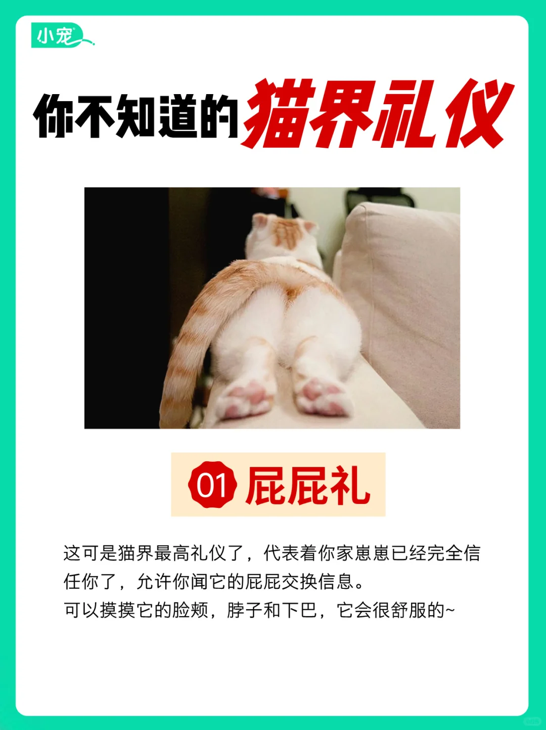 猫咪小秘密！你不知道的猫界礼仪