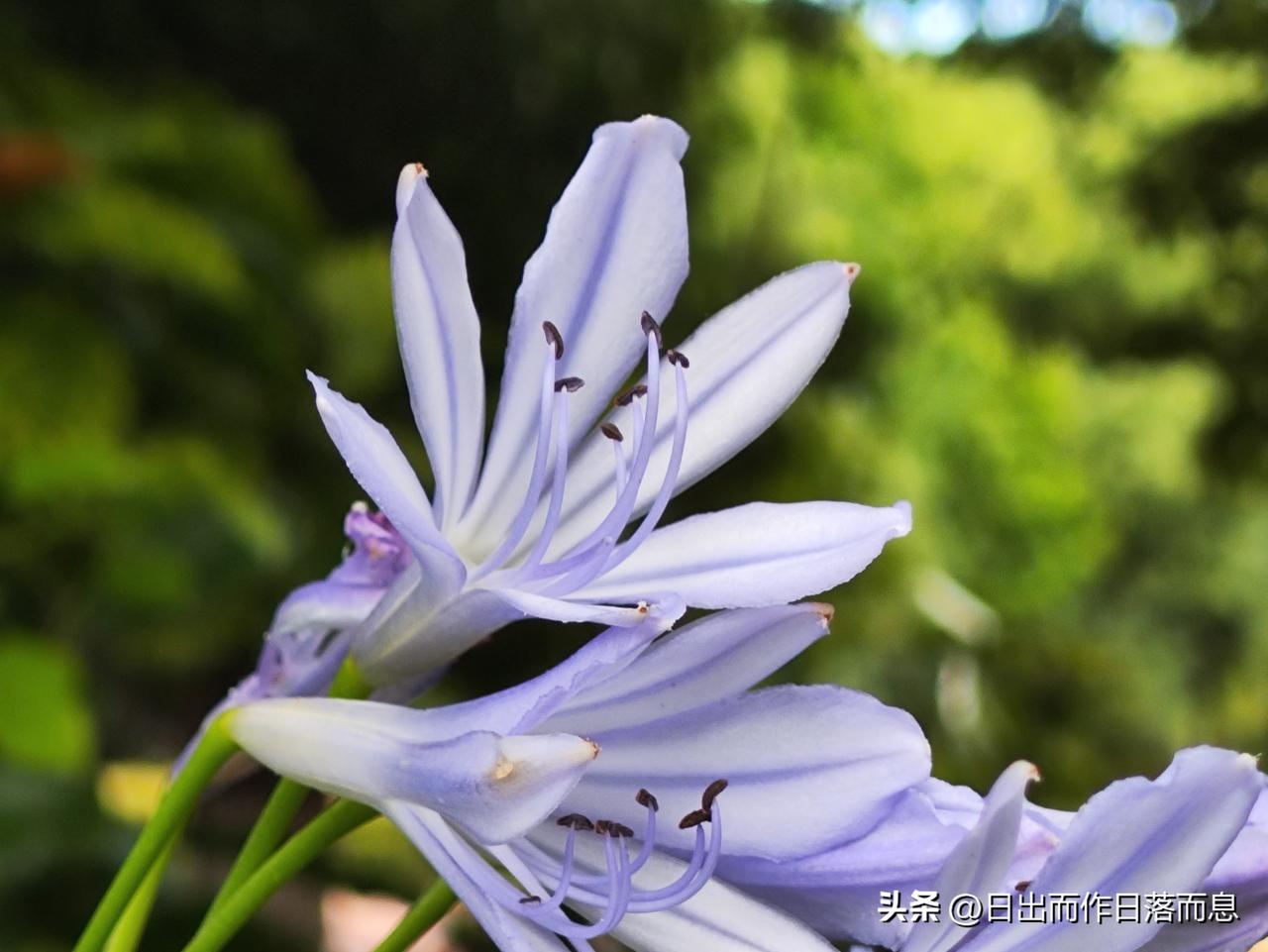 百子莲（Agapanthus），又名非洲百合，石蒜科多年生草本。盛夏开花，伞形花