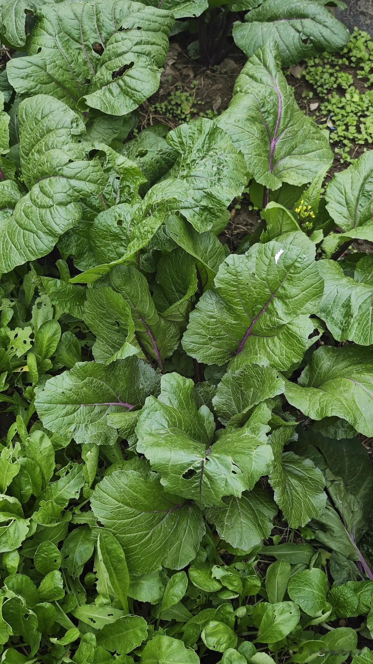 谁知道这是什么菜？今天路过一小菜园，可能是我寡闻了，从没见过这种菜，有谁见过的告