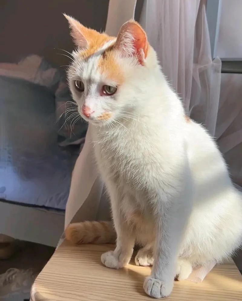 我的小猫奶糖捡来半年了，刚捡来的时候看上去也就两个月大的样子，小小的一只，估计它