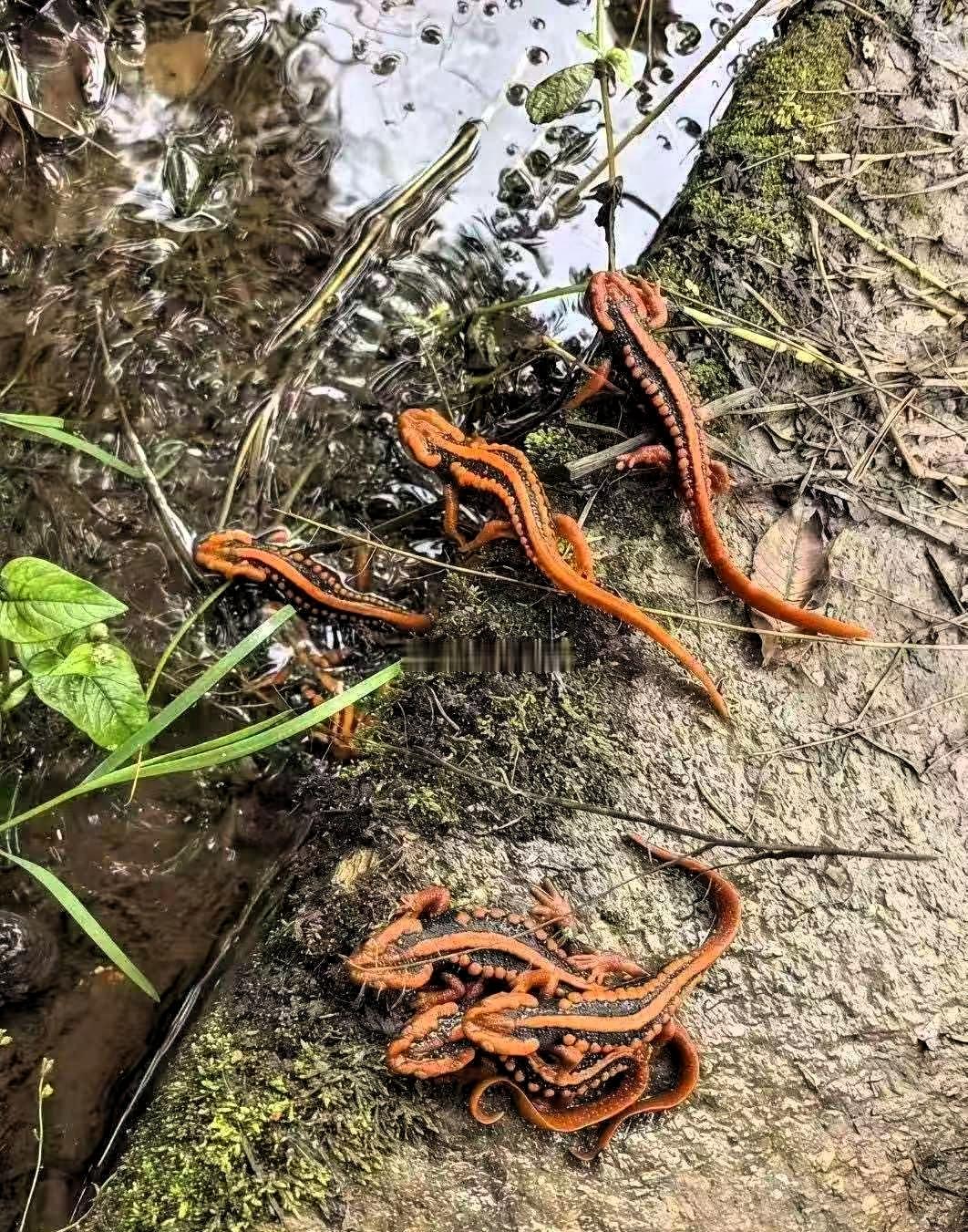 近日，贵州，一位村民进山采药时，没成想，居然在溪涧旁的水洼处突然发现一小群从没见
