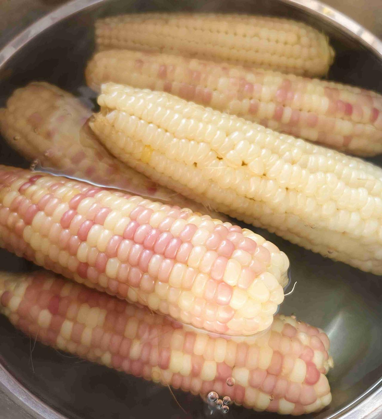 玉米也不能放太久，越放越老，所以今天又来一锅煮玉米🌽当今日三餐的主食

就是今
