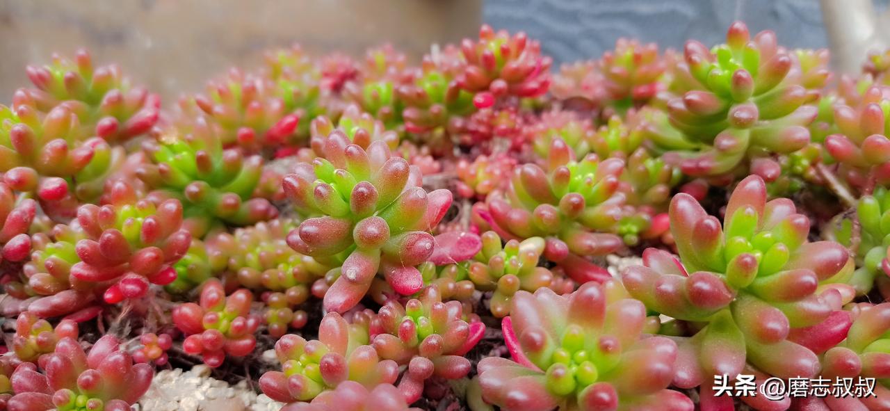 职场摸鱼法则大全：
打完卡，擦完桌，拿起茶杯就开喝，
喝到尿发白 ，喝到电充绿 