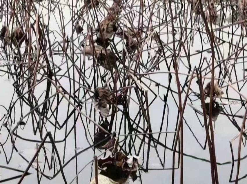 快来看看我新换的主页背景吧