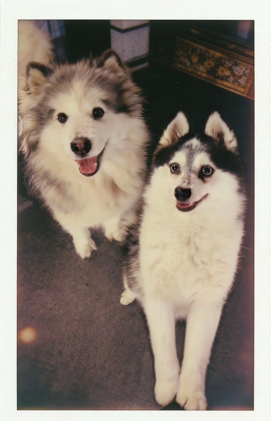 最近的梦中情狗：电瓶cei 