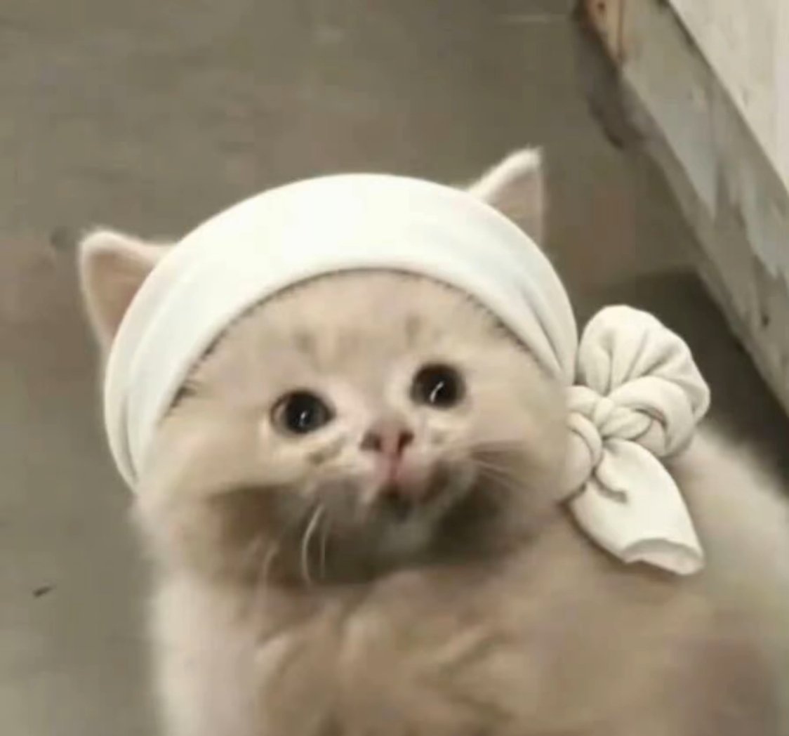 哈哈哈哈哈哈哈哈好可爱🤣的小咪 